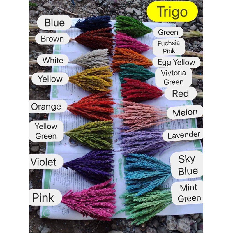 Dried Trigo Grass(LOCAL)