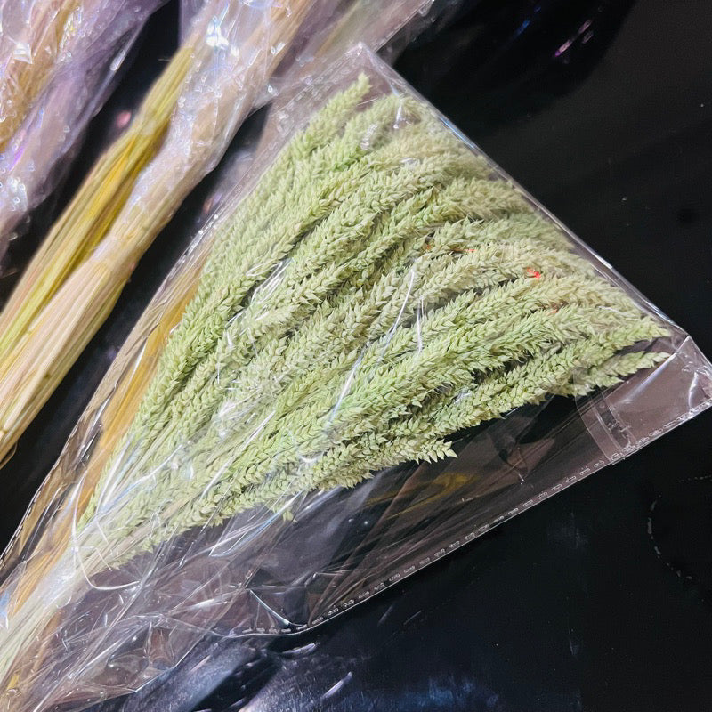 Dried Trigo Grass(LOCAL)