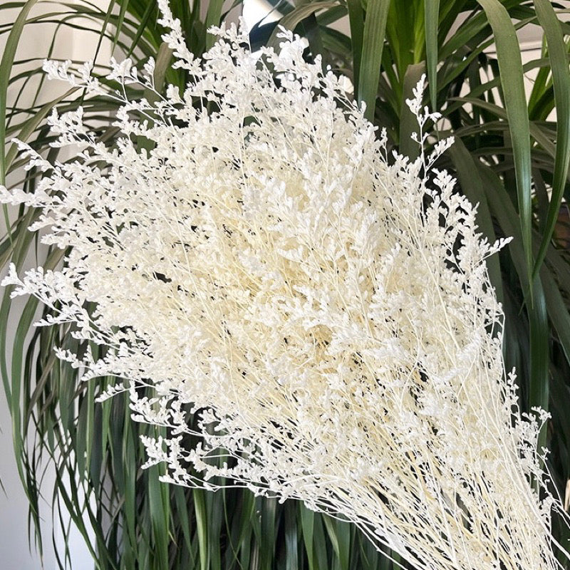 Dried Misty Grass (IMPORTED)