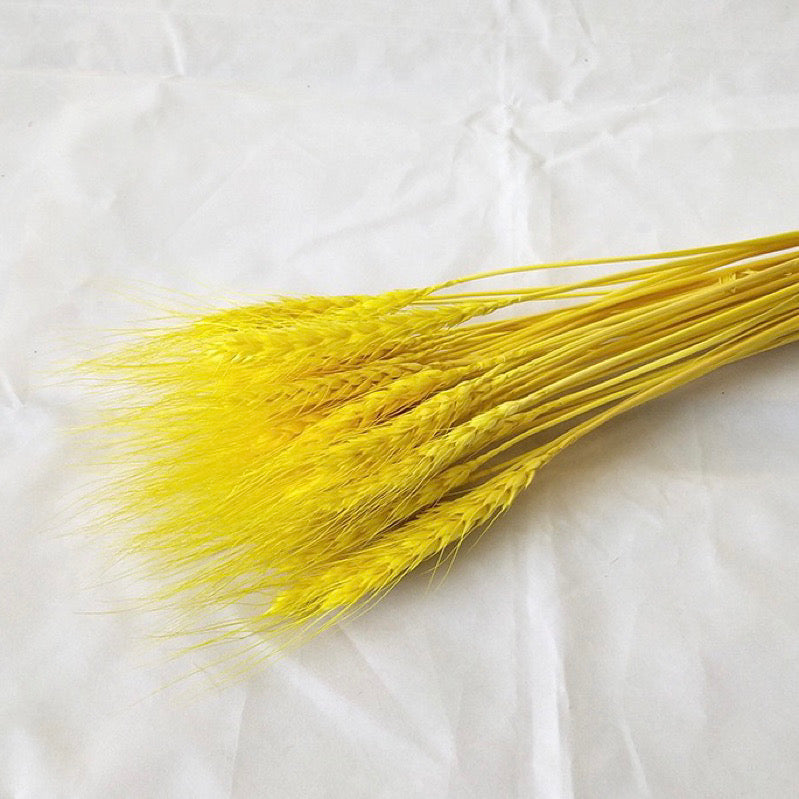 Dried Wheat Barley (IMPORTED)