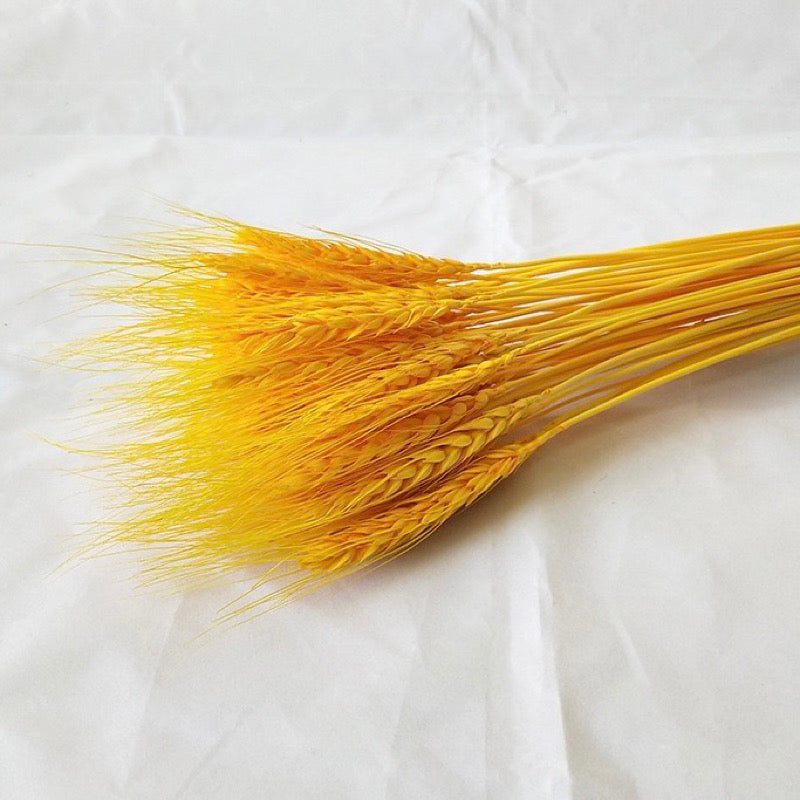 Dried Wheat Barley (IMPORTED)