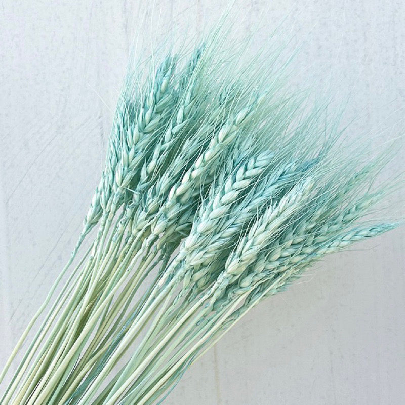 Dried Wheat Barley (IMPORTED)