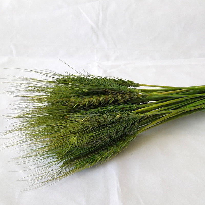 Dried Wheat Barley (IMPORTED)