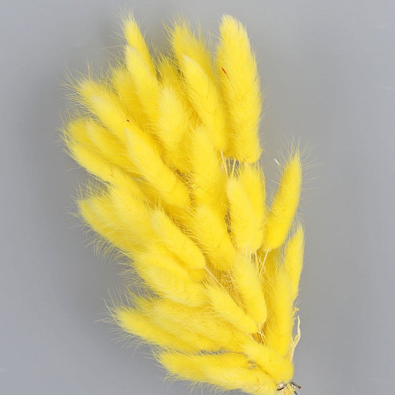Bunny Tails Dried Flower (IMPORTED)