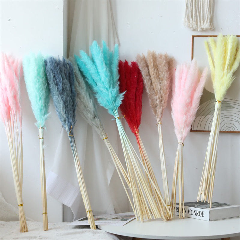 Small Pampas Dried Flower (IMPORTED)