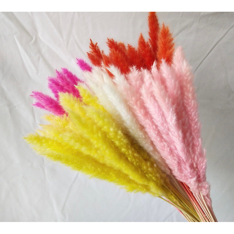 Small Pampas Dried Flower (IMPORTED)