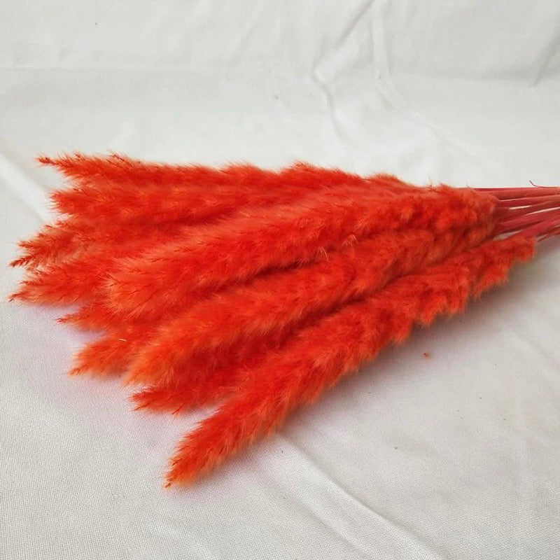 Small Pampas Dried Flower (IMPORTED)