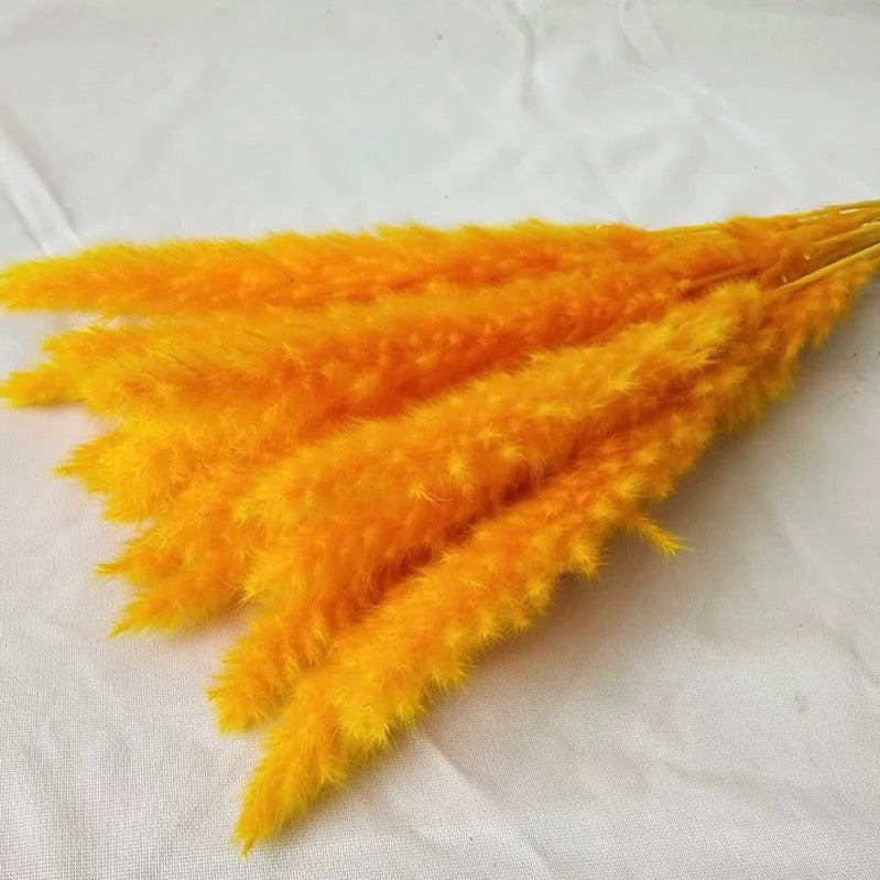 Small Pampas Dried Flower (IMPORTED)
