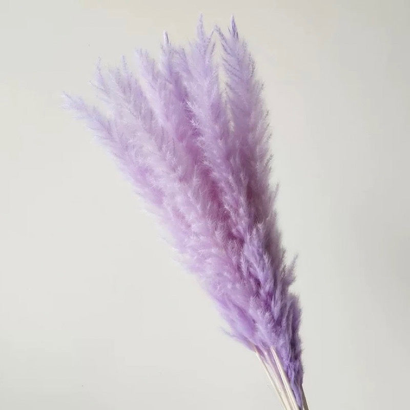 Small Pampas Dried Flower (IMPORTED)