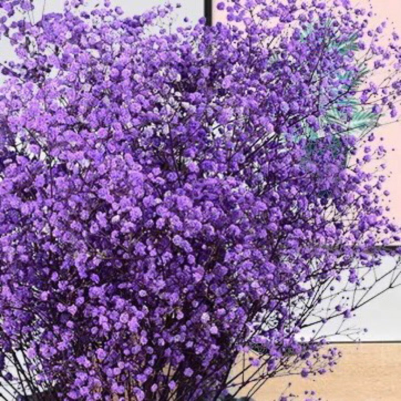 Dried Flower Dried Gypsophila Baby’s breath