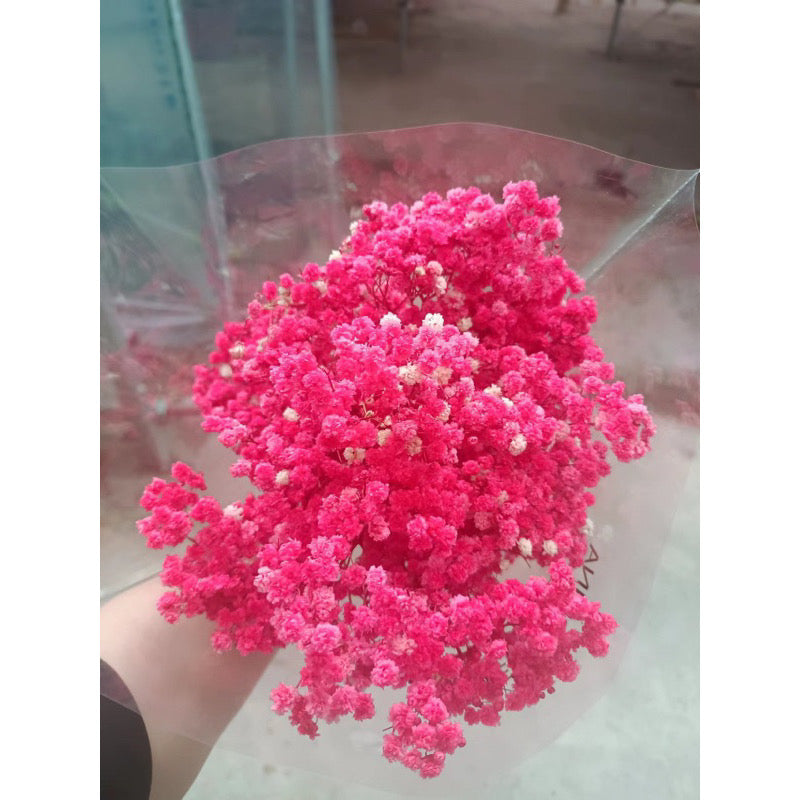 Dried Flower Dried Gypsophila Baby’s breath