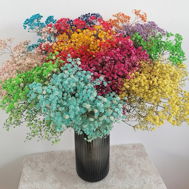 Dried Flower Dried Gypsophila Baby’s breath