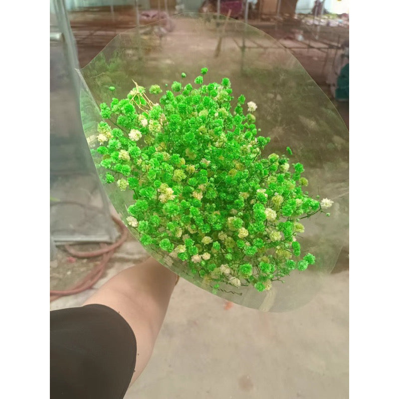 Dried Flower Dried Gypsophila Baby’s breath