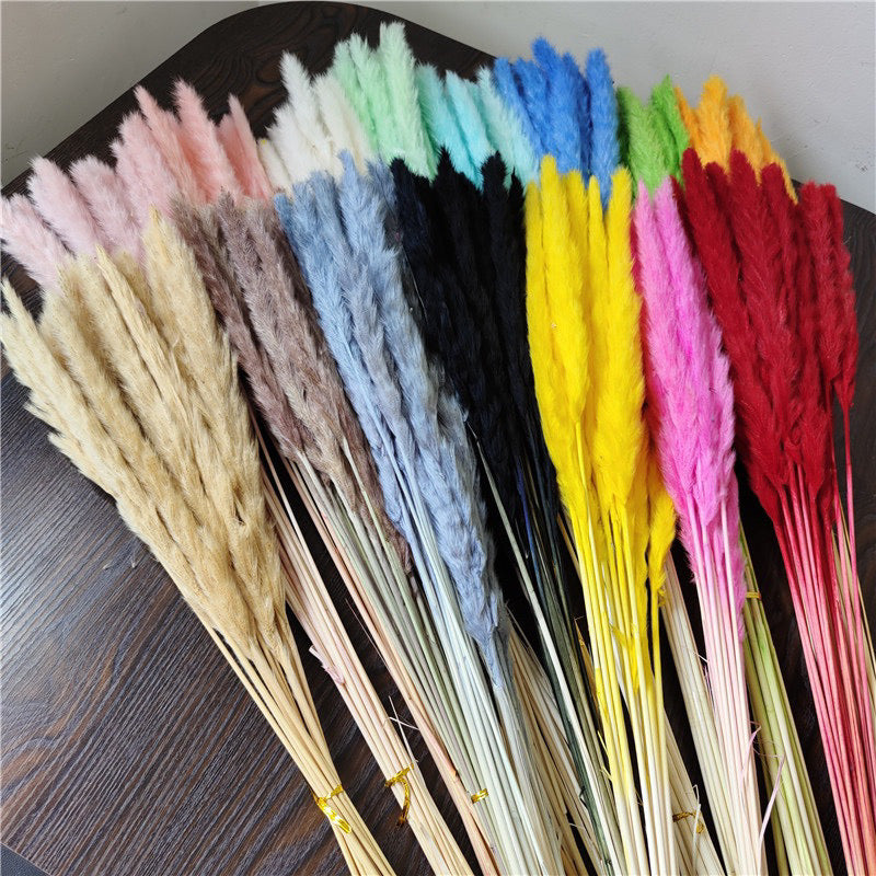 Small Pampas Dried Flower (IMPORTED)