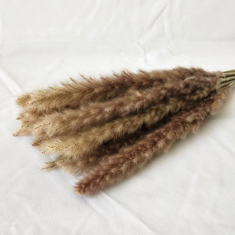 Small Pampas Dried Flower (IMPORTED)